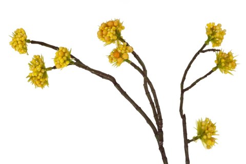 ALURO_Roślina szt.-Callicarpa żółta
