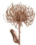 ALURO_Roślina szt.-Protea