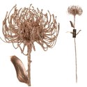 ALURO_Roślina szt.-Protea