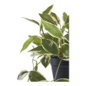 Sztuczna roślina Hoya 33 cm