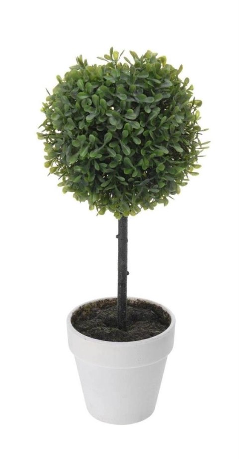 Bukszpan w białej donicy 38cm Intesi